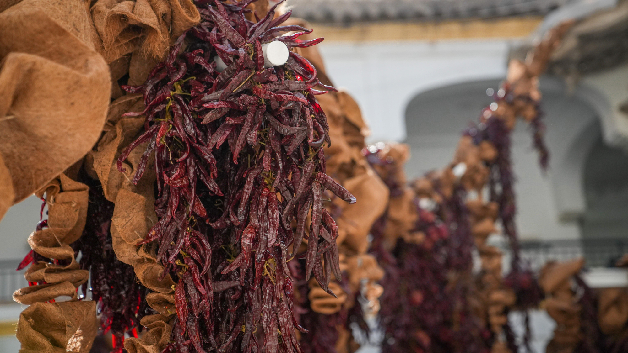 FLORA 2026 - Taller Banegas (Museo Arqueológico de Córdoba)