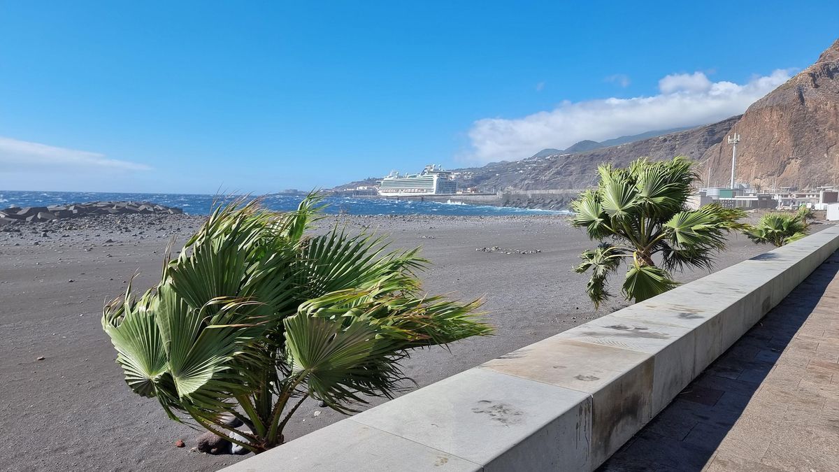 Imagen  palmeras  en la Avenida Marítima de Santa Cruz de La Palma, este miércoles, sacudidas por el viento.
