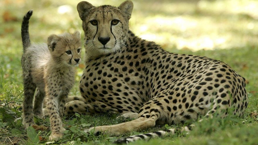 Miracinonyx: el extinto guepardo americano que fue más puma que guepardo