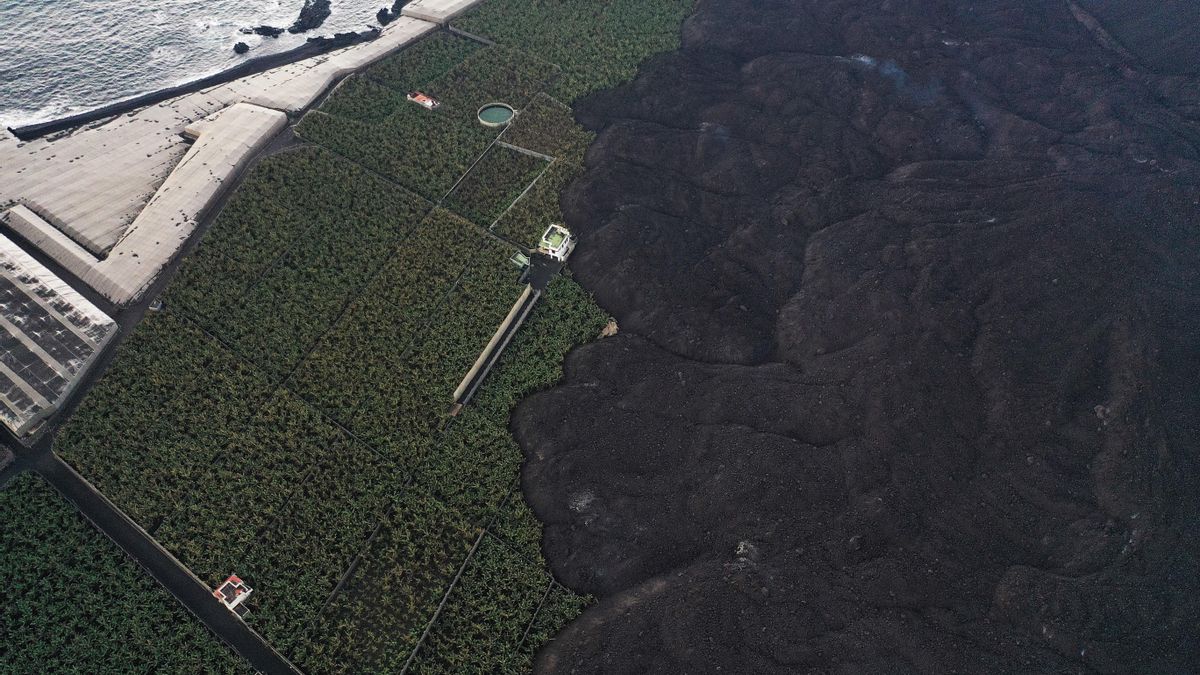 Un estudio confirma que el consumo de plátanos de la zona del volcán de La Palma es seguro