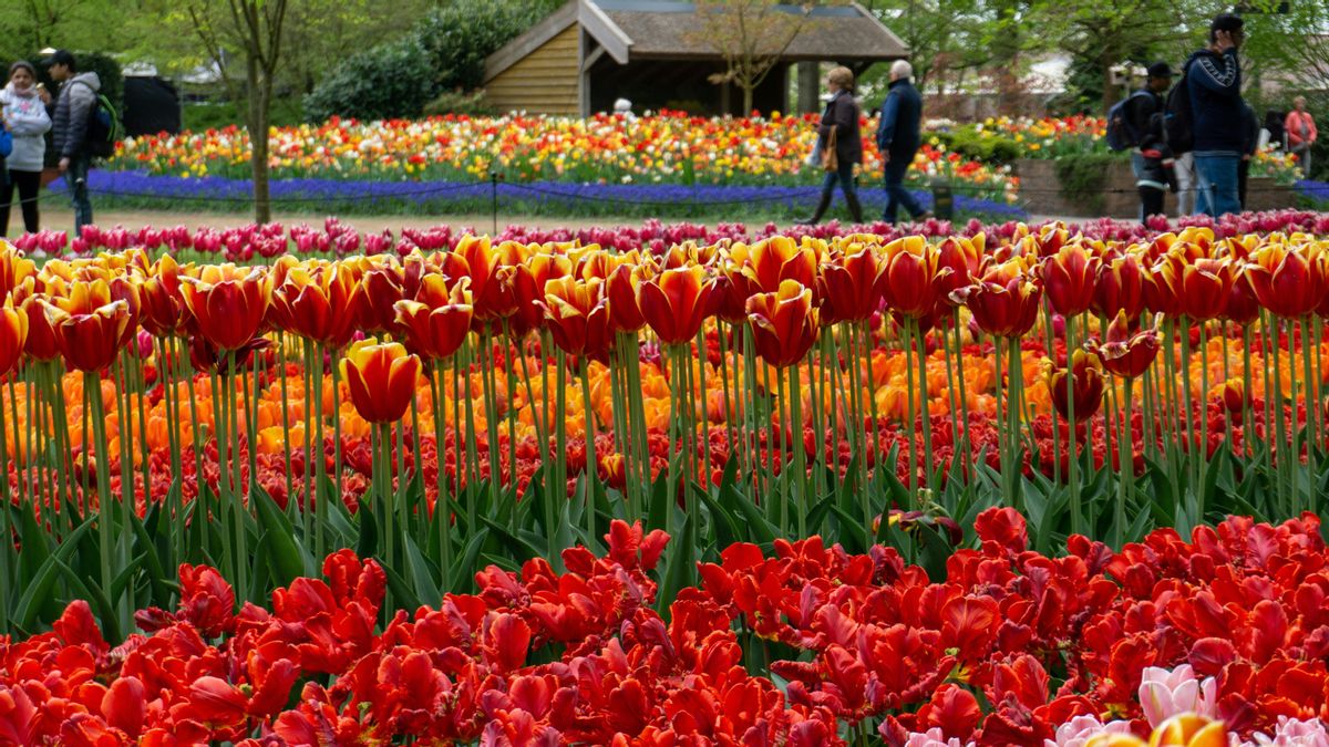 Flores de todos los colores.