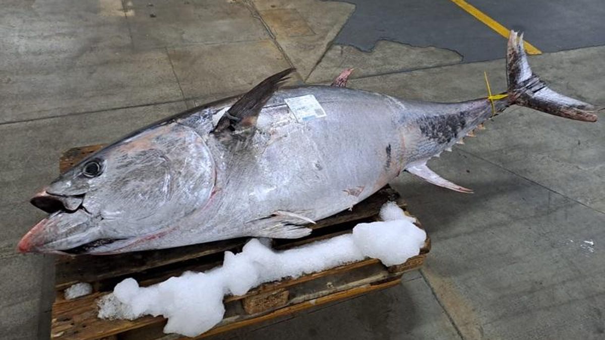La Rula de Avilés subasta un atún rojo de 193 kilos y 2,10 metros de longitud
