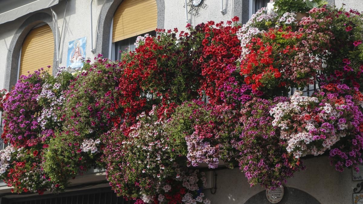 Calles en Flor 2026