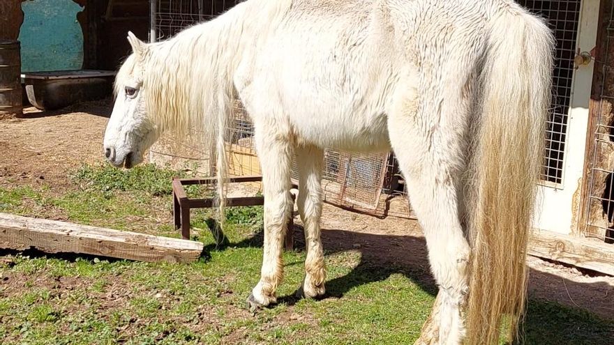 Perreras clandestinas y criaderos de gallos de pelea: 100 animales incautados en las intervenciones de Derechos Sociales