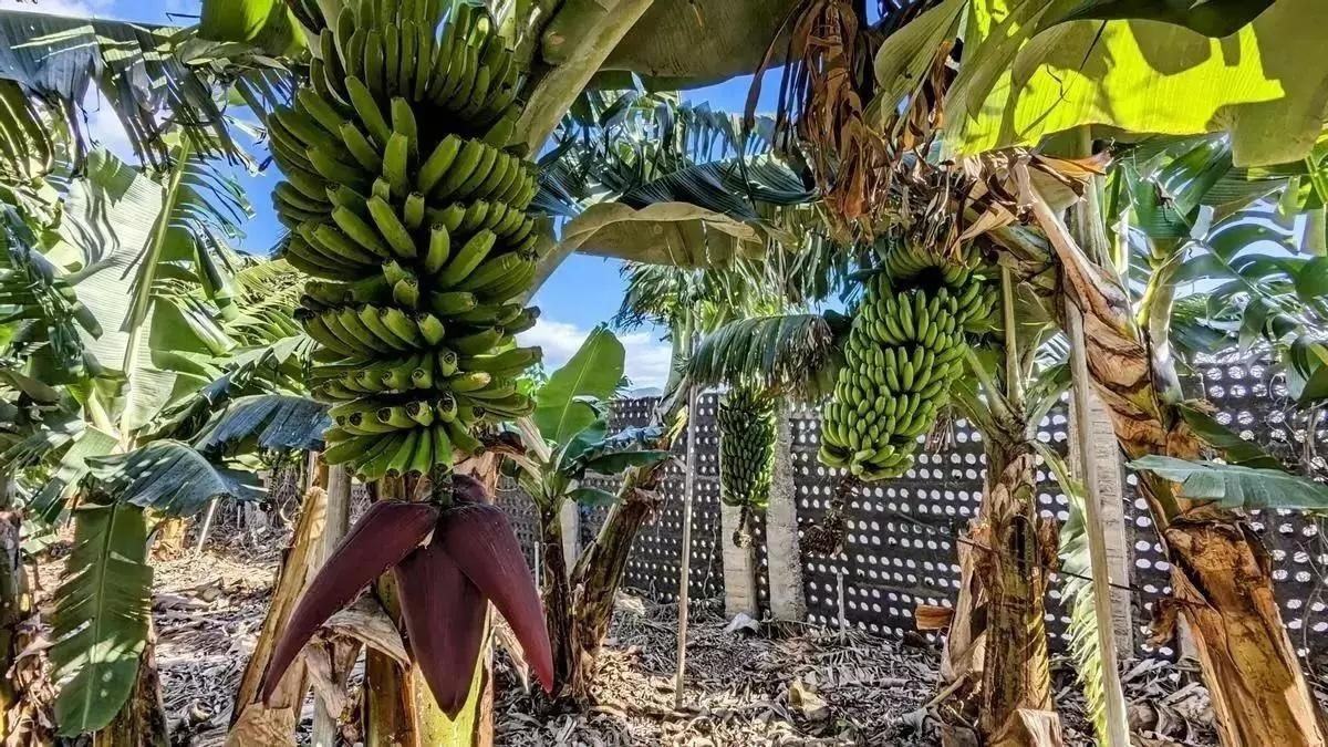 Finca de plátanos de La Palma.