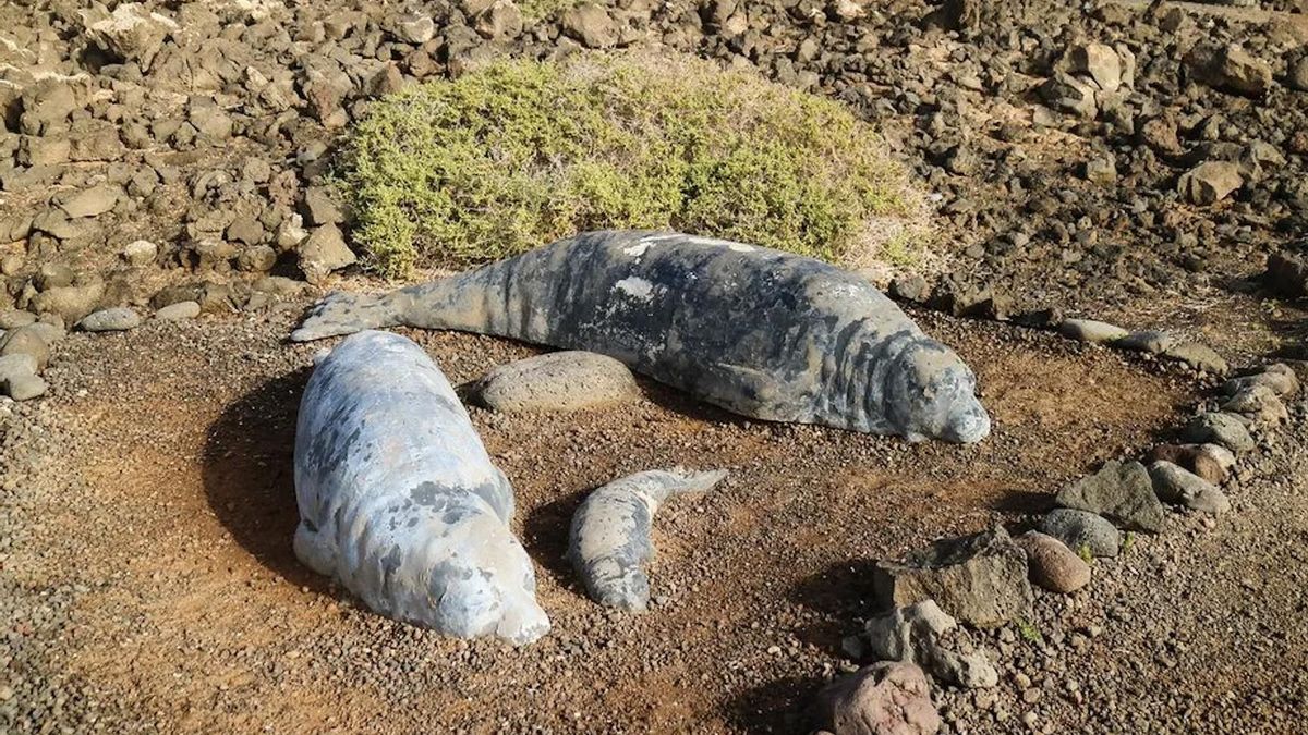 These four statues recall the significant presence of sea lions on this Canary islet