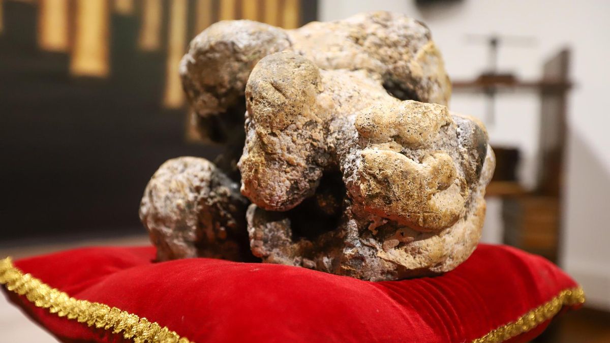 La pieza de ámbar gris hallada en el interior de un cachalote varado en la playa de Nogales, en el municipio de Puntallana, será expuesta en el Museo Insular de La Palma.