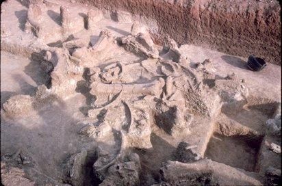 Imagen de la excavación de algunos restos de elefante durante la década de 1960