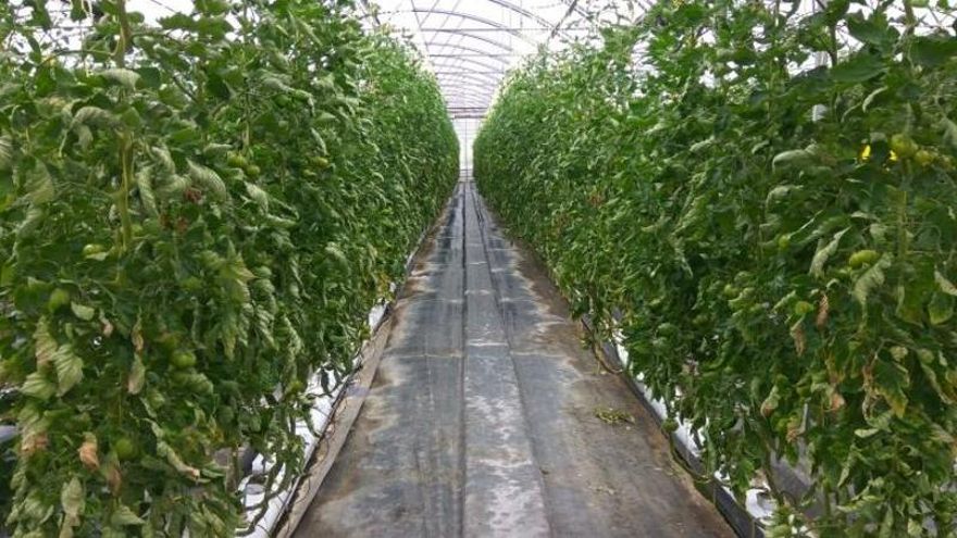 Una empresa de Cistierna cambiará parte de la producción de tomates por la fabricación de biogás a partir de residuos