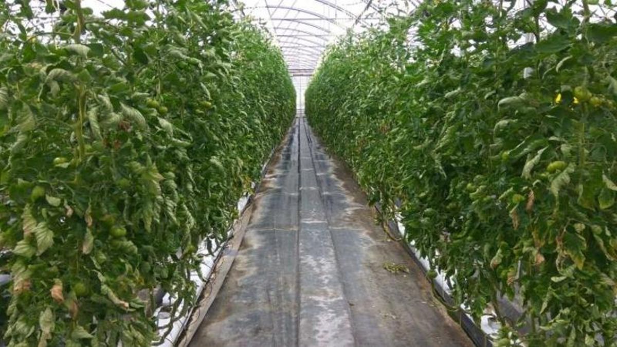 Tomates de los invernaderos de la empresa Apaycachana en el polígono industrial de Vidanes (Cistierna), archivo.