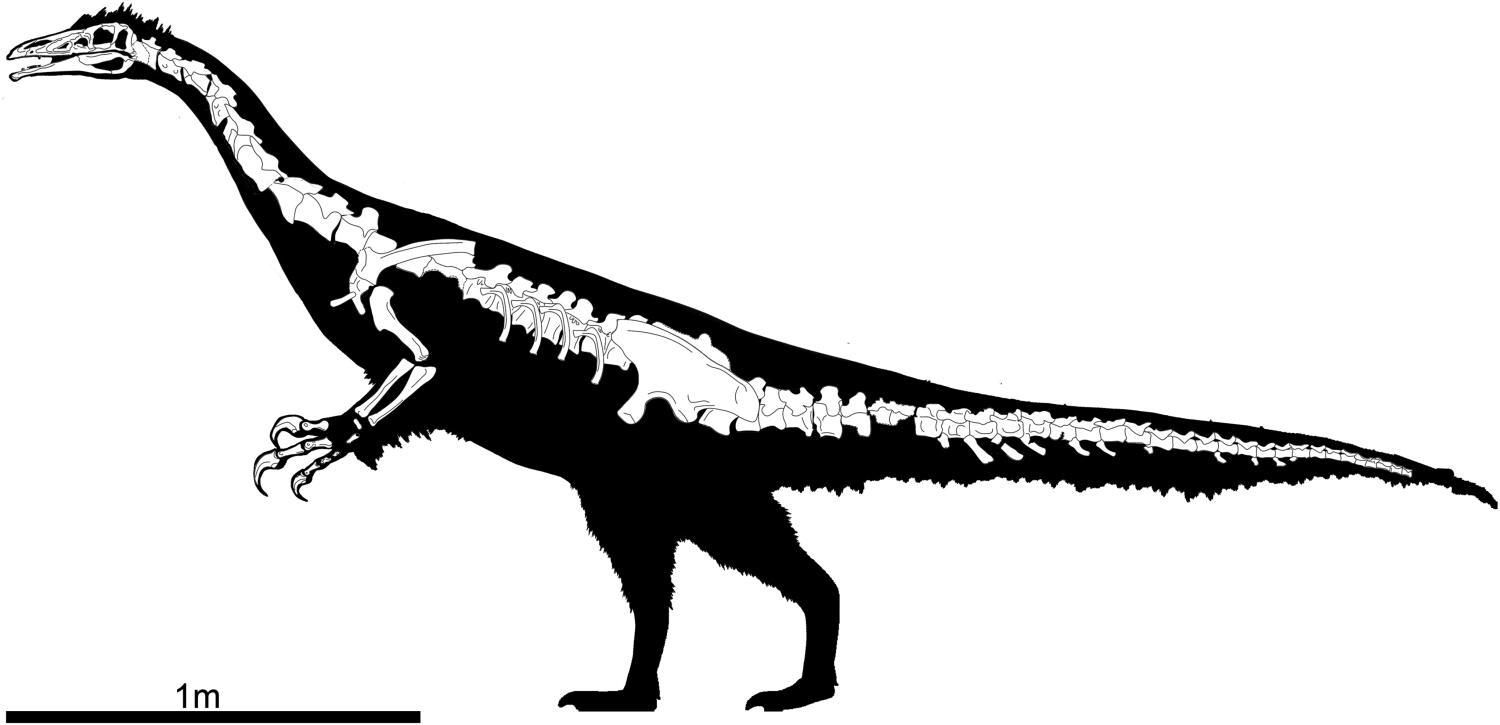 Diagrama esquelético de Kayrasaurus changliensis.