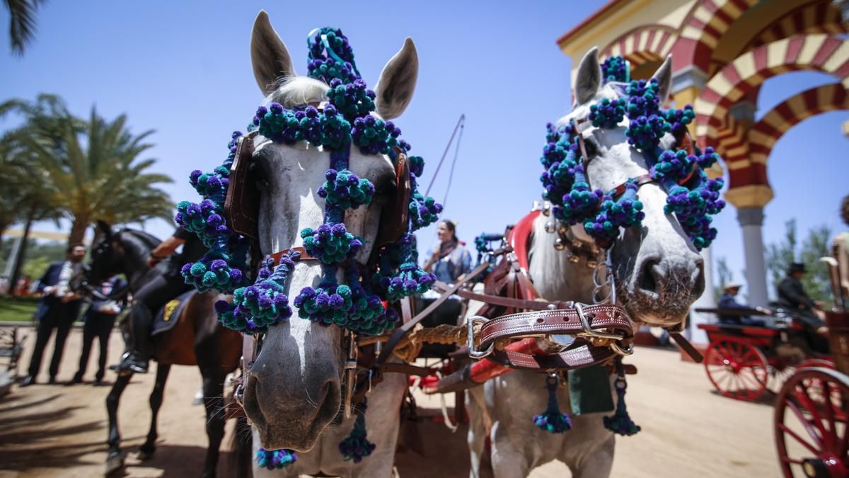 Pacma pide suspender los carruajes de caballos en la Feria desde este jueves ante las altas temperaturas previstas