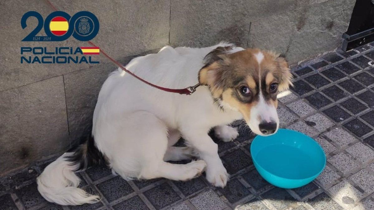 El animal, una vez que fue rescatado.