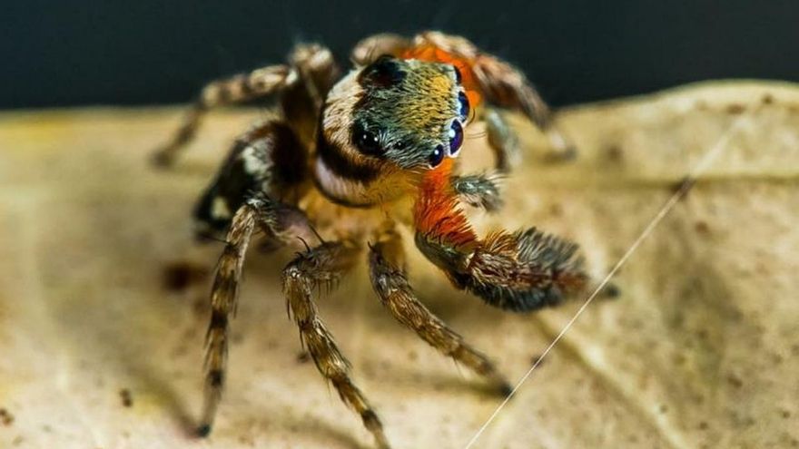 Descubren nuevas especies de arañas y una recibe el nombre Karl Lagarfeld