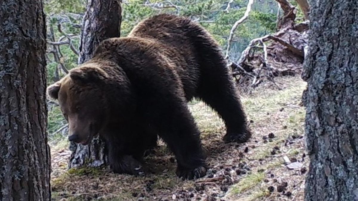 Aragón registra la presencia de ocho osos pardos en el Pirineo durante 2025