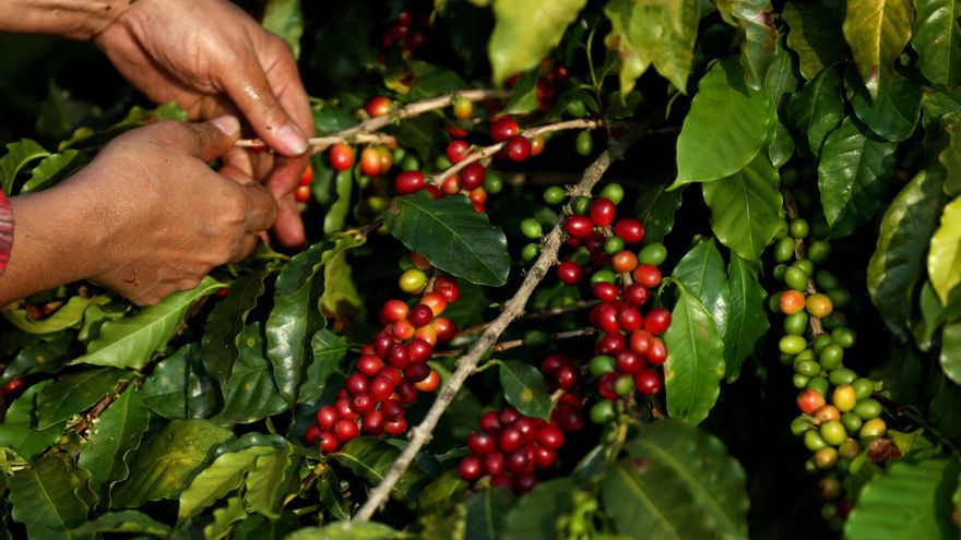 Tomar café seguirá siendo más caro este año y parte de la culpa es de Brasil