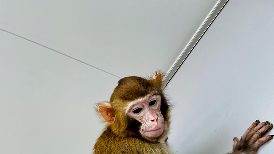 De la oveja Dolly al mono Rhesus: una breve historia de la clonación