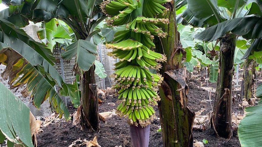 Agricultores de La Palma reportan los primeros brotes verdes tras la erupción: “Los hijos de las plataneras ya florecen”
