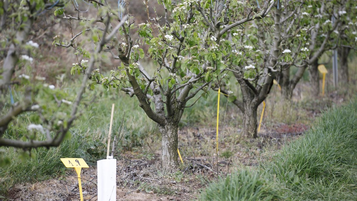 La Rioja busca blindar sus frutales: así es el ensayo científico para frenar el avance del fuego bacteriano