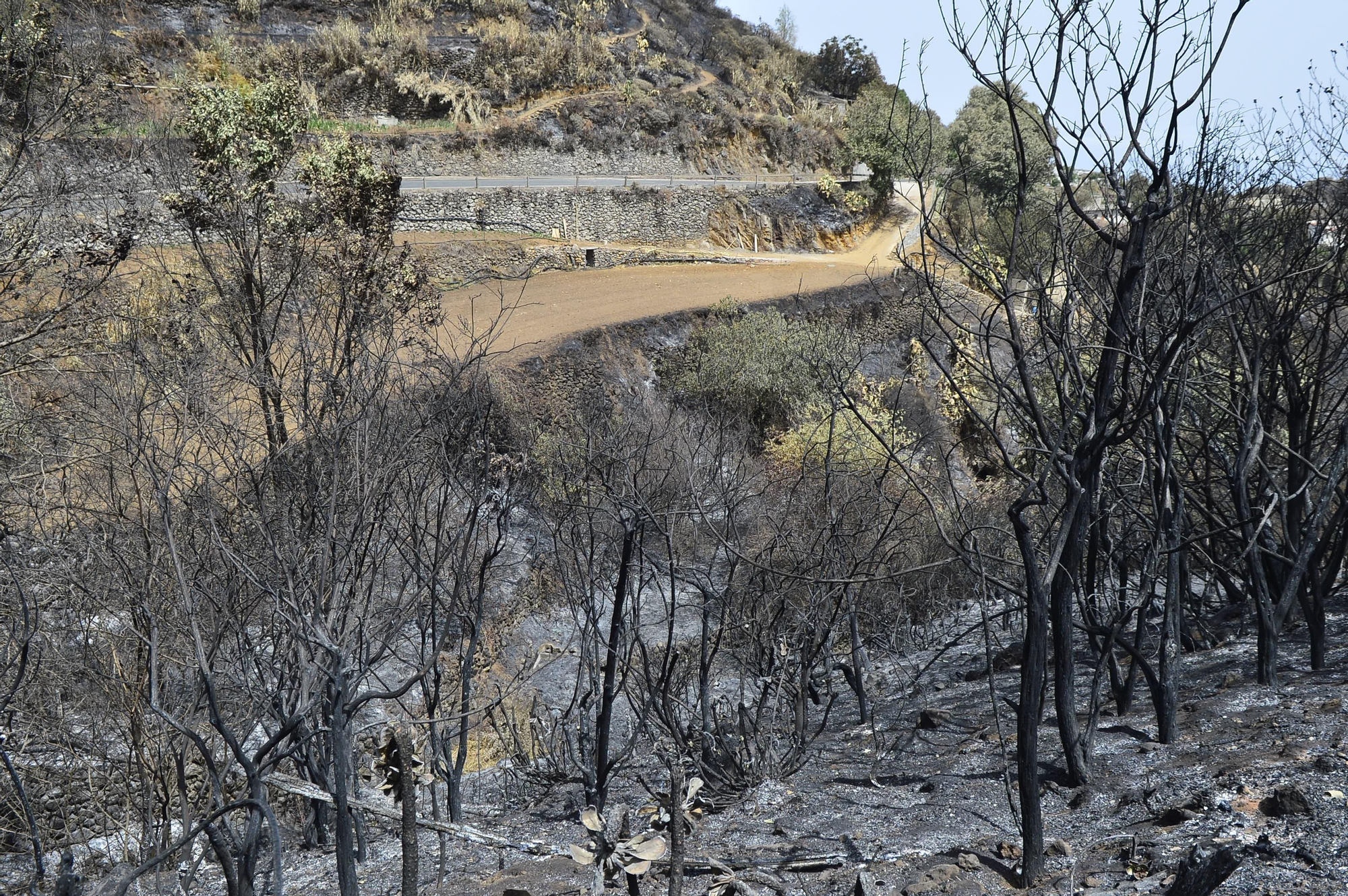 Efectos del incendio en la cumbre de Gran Canaria. (ÁNGEL SARMIENTO)