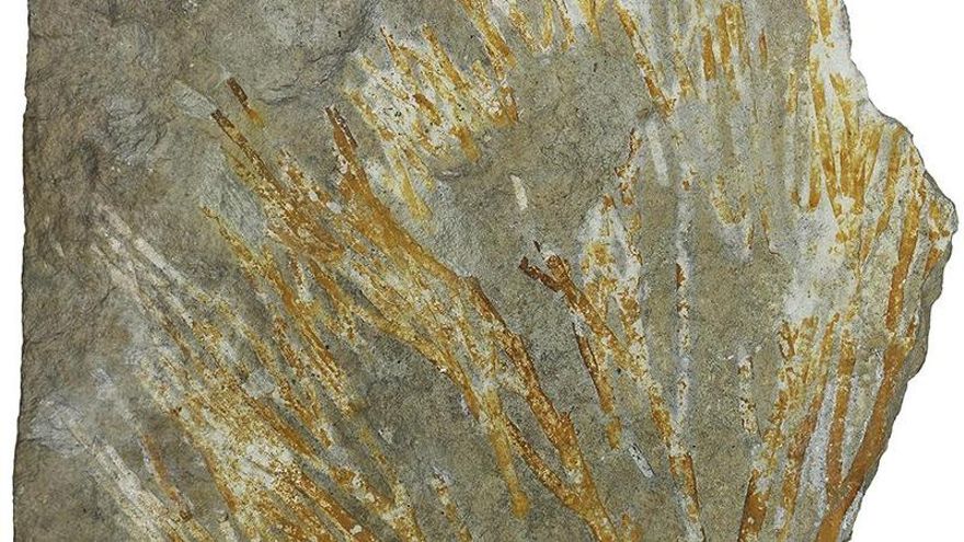 Hallan en Teruel plantas fósiles que ayudan a reconstruir el entorno de los dinosaurios hace 100 millones de años