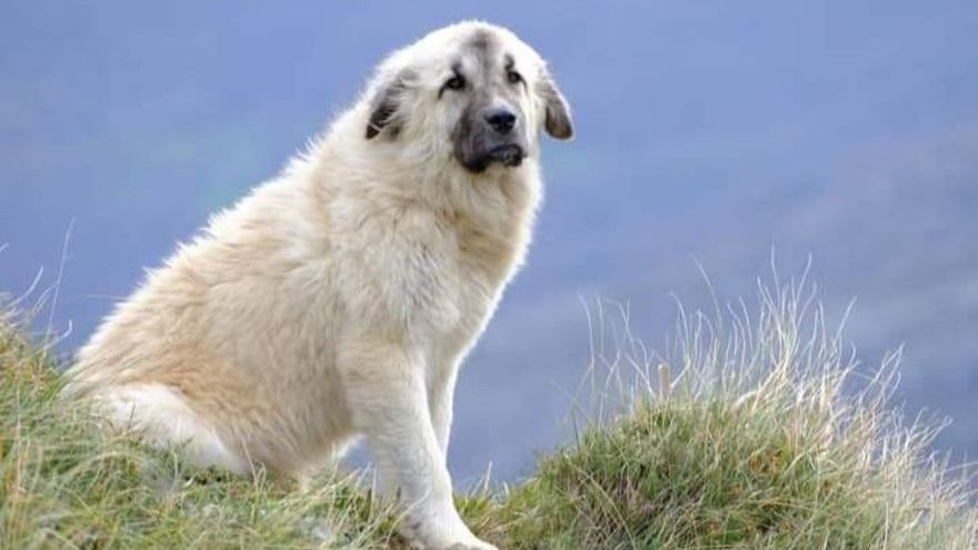 Chulo, el mastín cuyo robo ha sido denunciado por un ganadero de Asón.