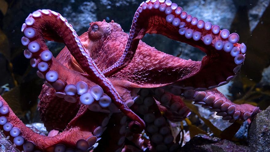 La polémica granja de pulpos de Canarias necesitaría hasta 28.000 toneladas de peces para alimentarlos