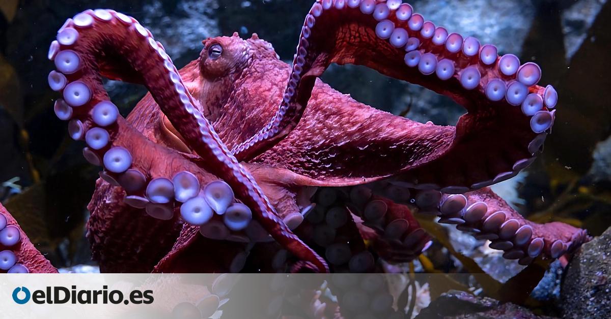 La polémica granja de pulpos de Canarias necesitaría hasta 28.000 toneladas de peces para alimentarlos