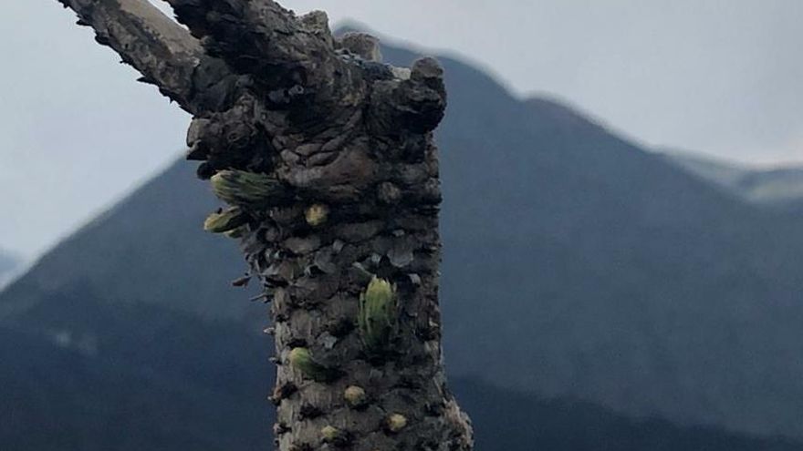 Un pino canario, afectado por el volcán de La Palma, muestra sus primeros brotes verdes