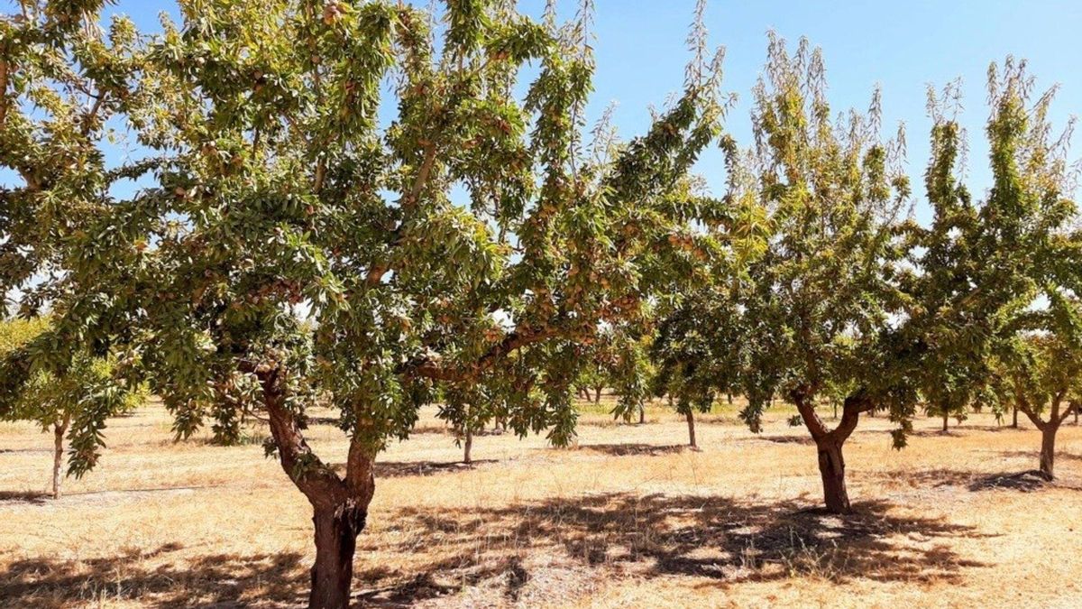 Detienen a dos personas e investigan a un menor por un presunto robo de 5.000 kilos de almendra ecológica en Cuenca