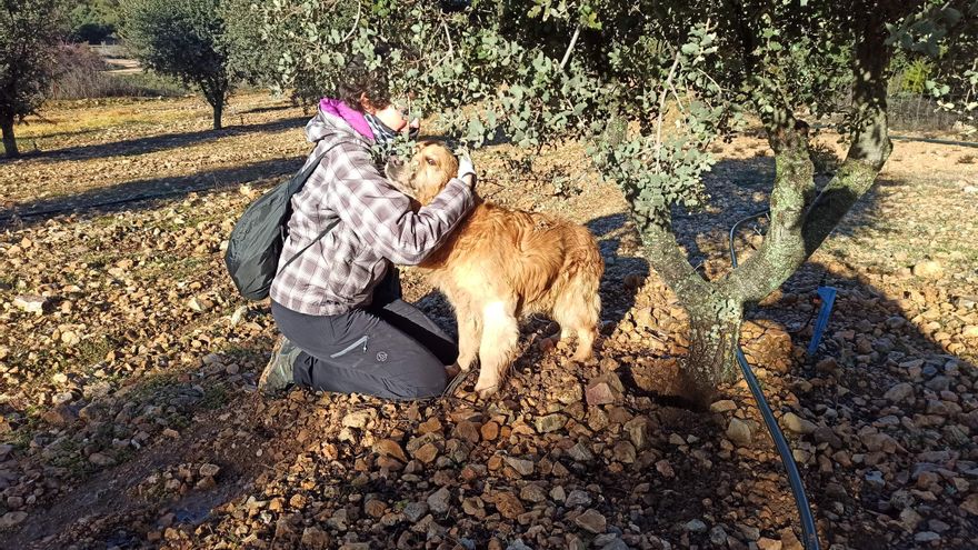 Buscando trufas con perro