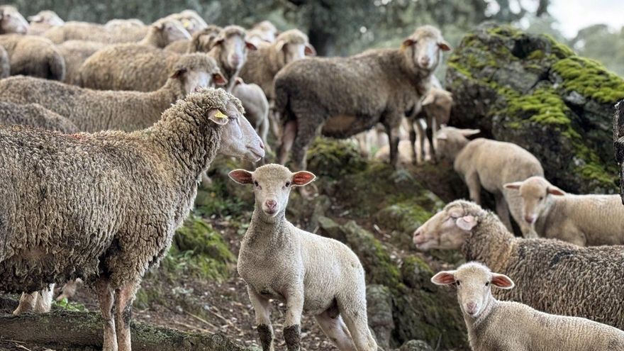 Casi medio millar de explotaciones cordobesas han comunicado casos de lengua azul