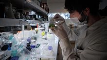 La OMS está alerta por las persistentes curvas al alza de la pandemia en América