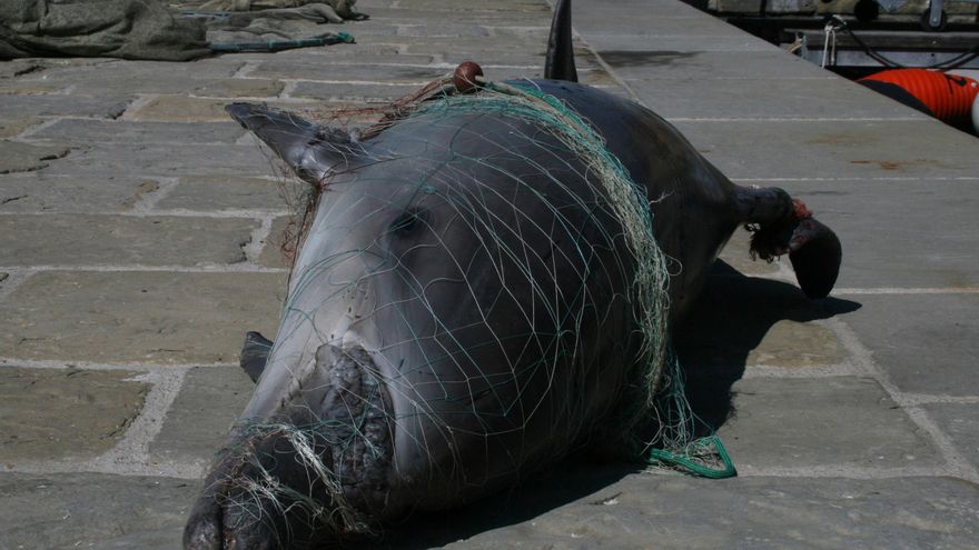Un delfín muerto enredado en una red de pesca / Oceancare