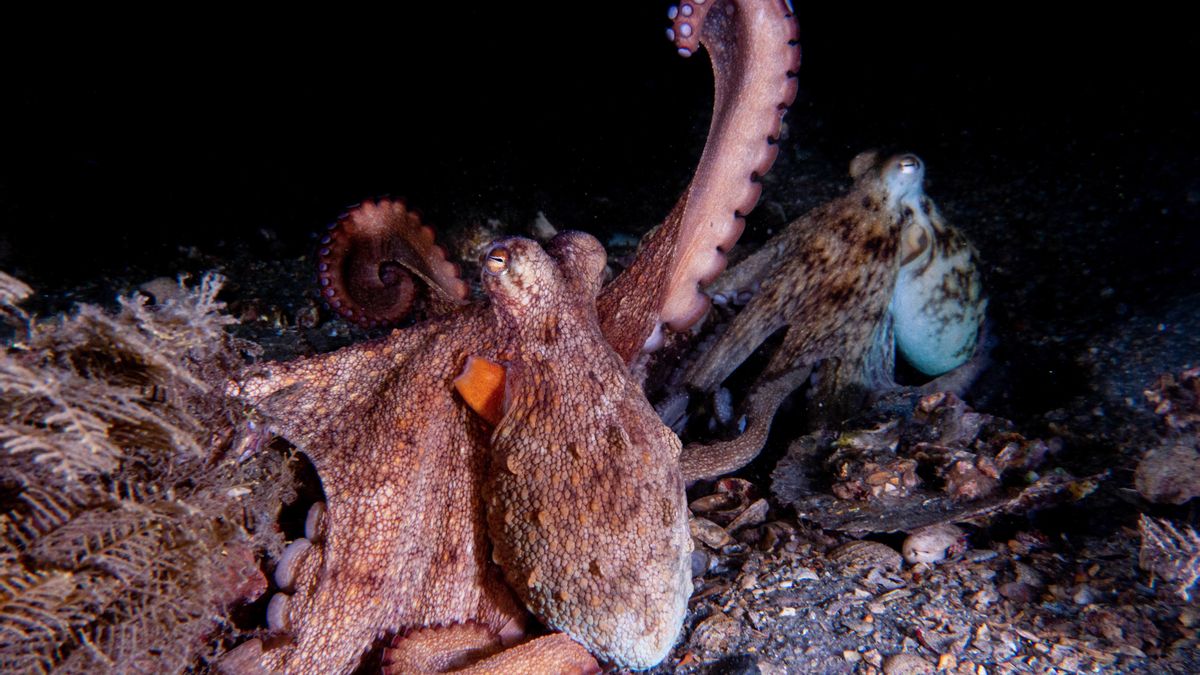 Un ejemplar de octopus americanus (pulpo común) del sur de Florida levanta un tentáculo.
