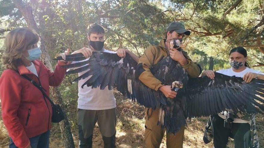Emisores GPS para los buitres negros de la Sierra de la Demanda