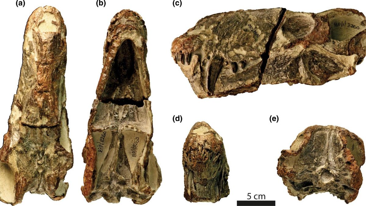 El tamaño surgió varias veces y la mordida se volvió más fuerte