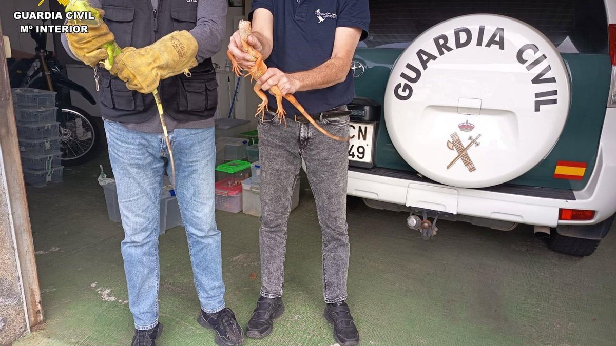 Hallados en una vivienda de Gran Canaria 19 animales de especies exóticas protegidas e invasoras