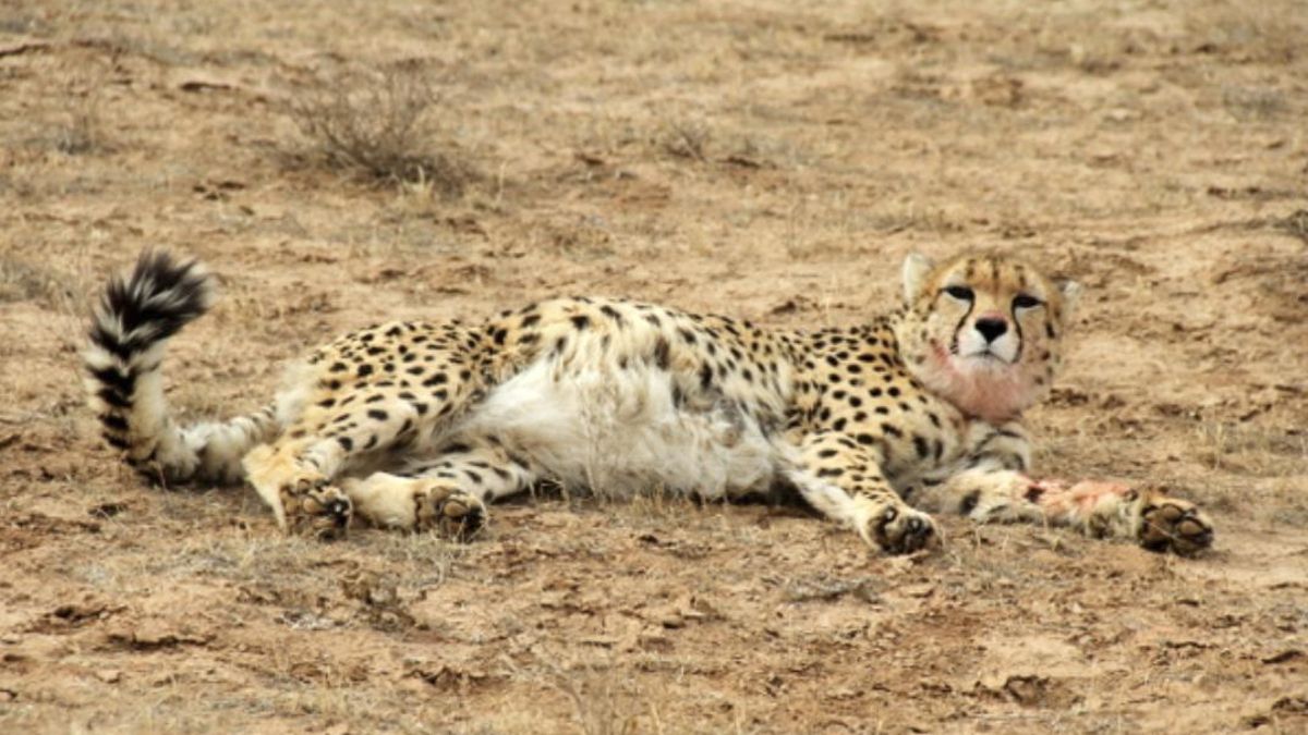 La guerra y la falta de medios dejan a la especie sin apoyo