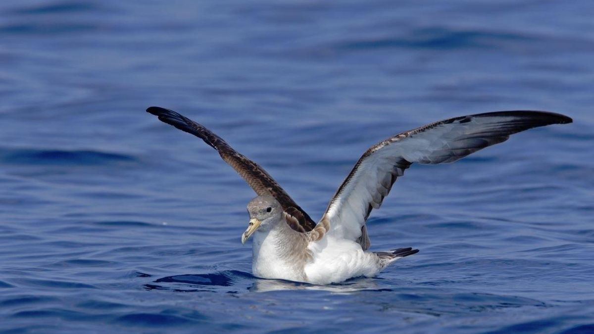 Un virot en uno de los cinco islotes del Parque Nacional de Cabrera