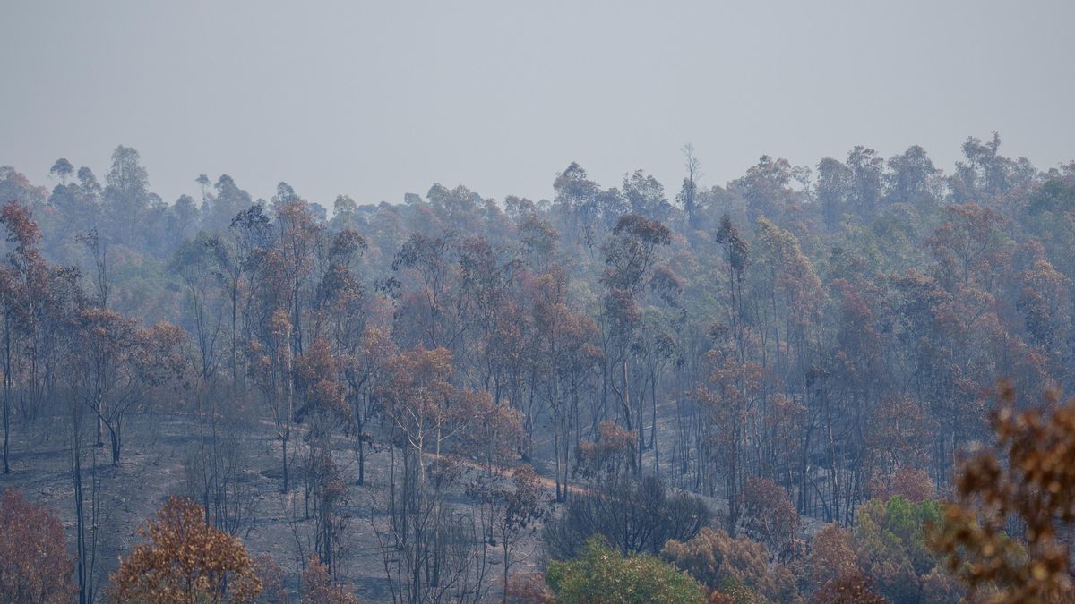 Zona afectada por el incendio de Niebla (Huelva).