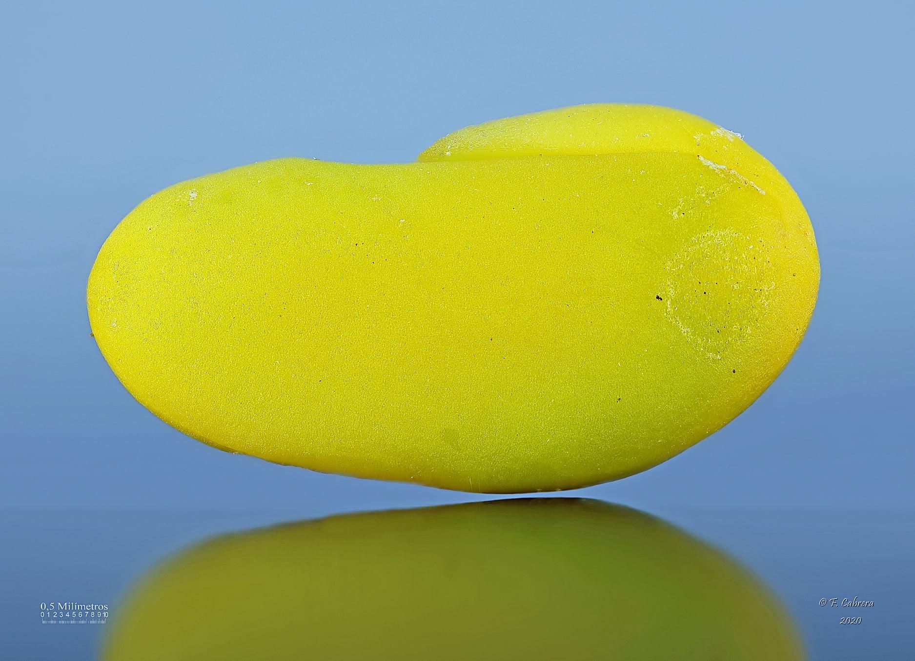 Semilla de la especie Bituminaria bituminosa.