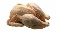 Pollo
