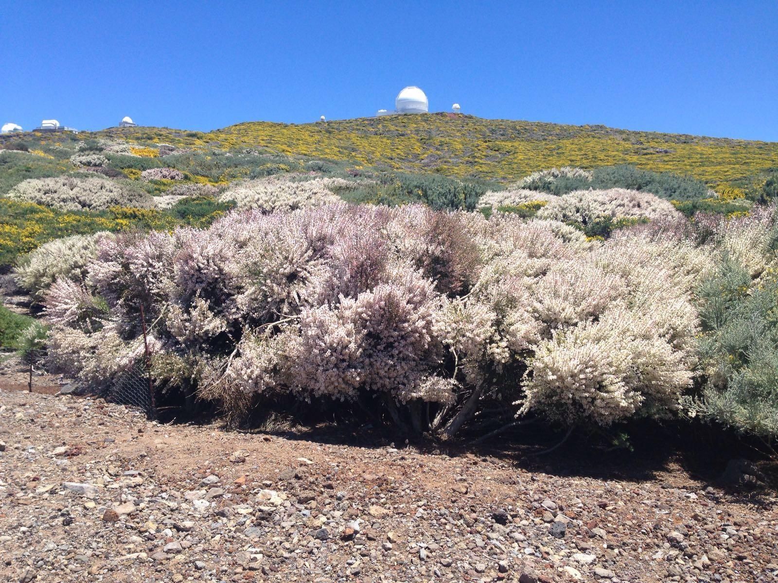 Retamones de cumbre. Foto: ÁNGEL PALOMARES.