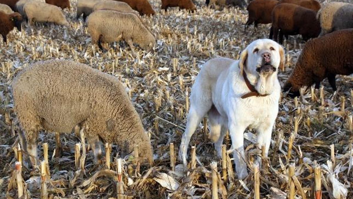 La Junta anuncia que adelanta desde ahora 61,7 millones a 5.779 agricultores y ganaderos leoneses de las ayudas PAC de Europa