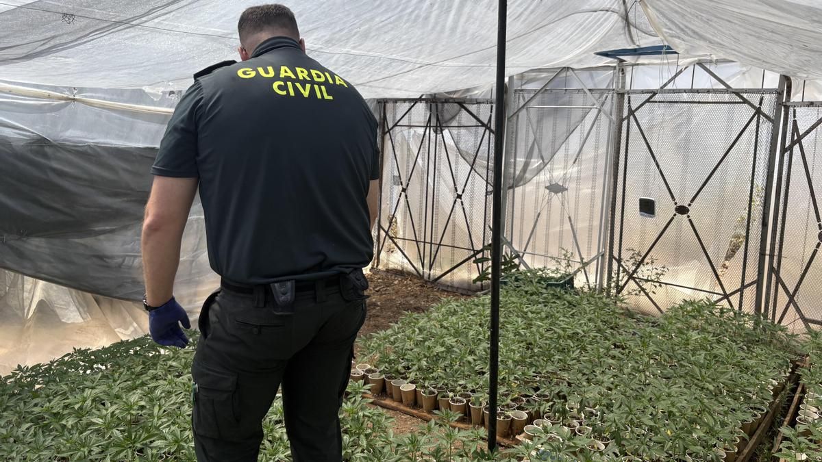 Un detenido y un investigado tras hallar un cultivo ilegal con 1.647 plantas de marihuana