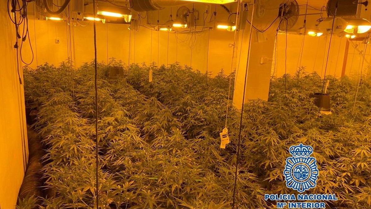 Archivo - Intervenidos cogollos de marihuana y plantas de cannabis