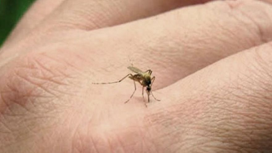 Invasión de mosquitos y dengue: prevención, cuidados, síntomas y vacuna