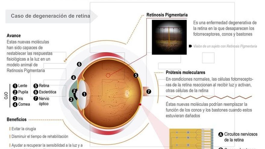 Desarrollan unas moléculas que ayudan a restaurar la degeneración de retina