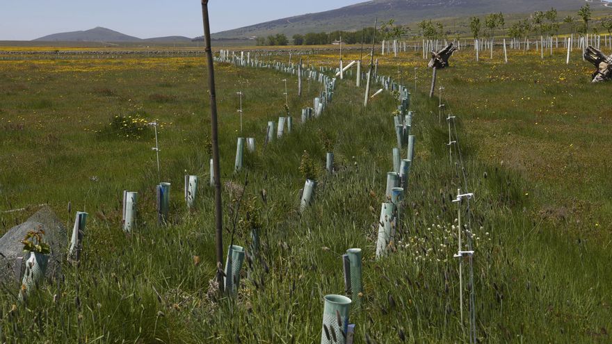 Life Terra planta más de 1,5 millones de árboles para reconectar Europa con la naturaleza